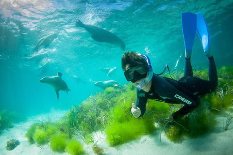 Half-Day Sea Lion Snorkeling Tour From Port Lincoln - South Australia Travel 0