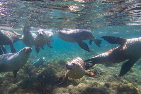 Half-Day Sea Lion Snorkeling Tour From Port Lincoln - South Australia Travel 2