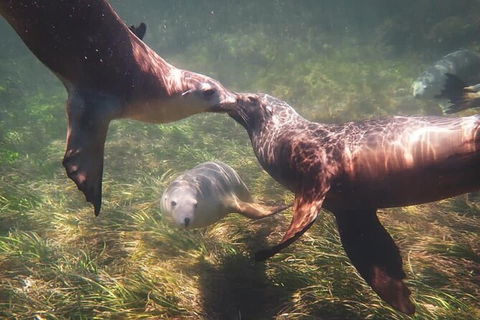 Half-Day Sea Lion Snorkeling Tour From Port Lincoln - South Australia Travel 6