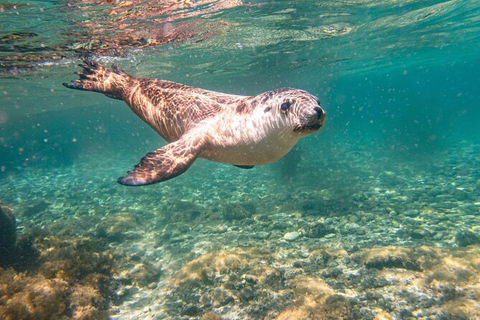 Half-Day Sea Lion Snorkeling Tour From Port Lincoln - South Australia Travel 4