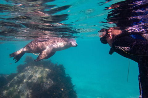 Half-Day Sea Lion Snorkeling Tour From Port Lincoln - South Australia Travel 5