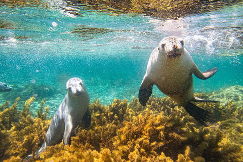 Half-Day Sea Lion Snorkeling Tour From Port Lincoln - South Australia Travel 7