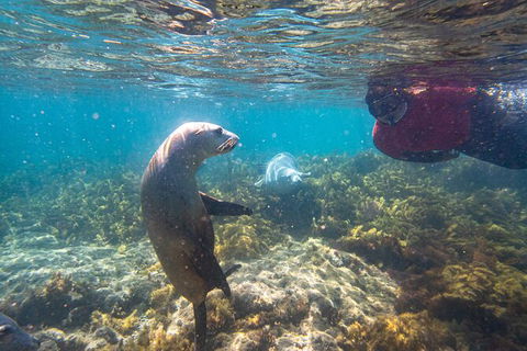 Half-Day Sea Lion Snorkeling Tour From Port Lincoln - South Australia Travel 3