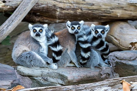 Adelaide Zoo Behind The Scenes Experience: Lemur Feeding - South Australia Travel 1