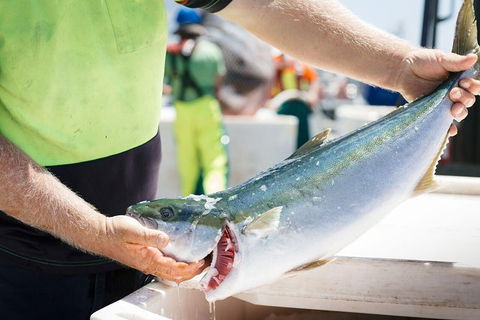 Exceptional Port Lincoln, Seafood And Wildlife Tour - South Australia Travel 9