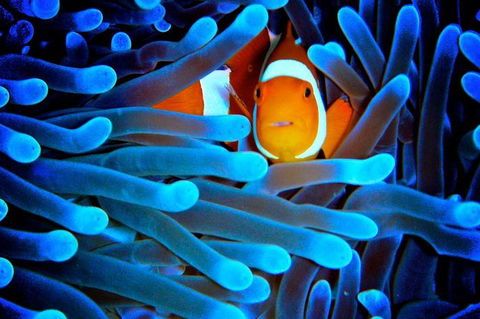 5-Day Best Of Cairns With Daintree, Kuranda, And Great Barrier Reef - South Australia Travel 0
