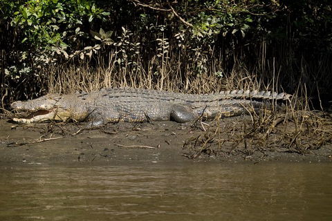 5-Day Best Of Cairns With Daintree, Kuranda, And Great Barrier Reef - South Australia Travel 10