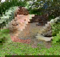 Croc Express to Australia Zoo from Brisbane - South Australia Travel