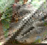 Lone Pine Koala Sanctuary Day Pass - South Australia Travel