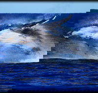 Whale Watching Cruise from Redcliffe Brisbane or the Sunshine Coast - South Australia Travel