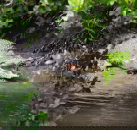 Whitsunday Crocodile Safari including Lunch - South Australia Travel