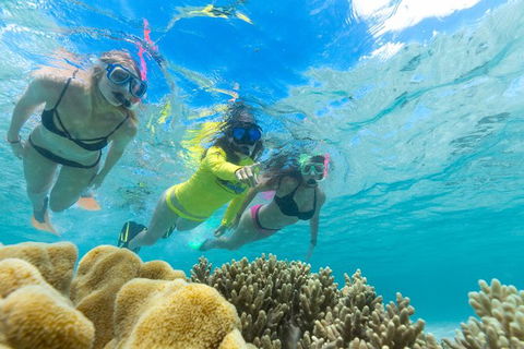 Ocean Safari Great Barrier Reef Experience In Cape Tribulation - South Australia Travel 4