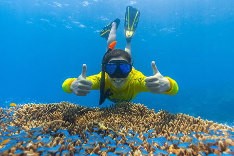Ocean Safari Great Barrier Reef Experience In Cape Tribulation - South Australia Travel 5
