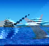 Tangalooma Island Resort Classic Whale Watching Day Cruise - South Australia Travel