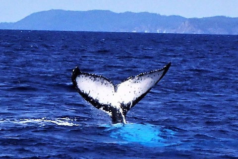 3 Day Whitsundays Sailing And Diving Adventure: Kiana - South Australia Travel 5