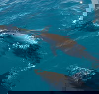 Fraser Island  Dolphin Sailing Adventure - South Australia Travel