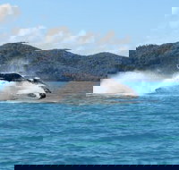Whitsundays Whale Watching Cruise from Airlie Beach - South Australia Travel