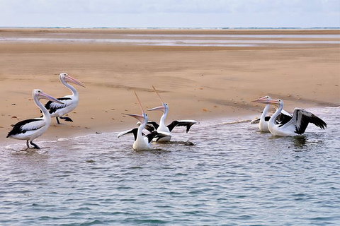 Town Of 1770 Afternoon Cruise - South Australia Travel 3