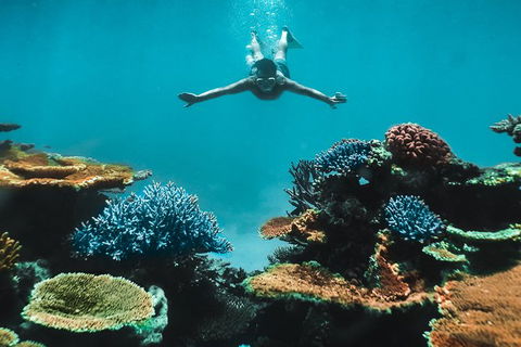 Great Barrier Reef Cruise From Townsville Or Magnetic Island - South Australia Travel 11
