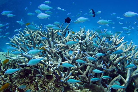 Great Barrier Reef Cruise From Townsville Or Magnetic Island - South Australia Travel 14