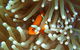 Great Barrier Reef Cruise From Townsville Or Magnetic Island - thumb 9