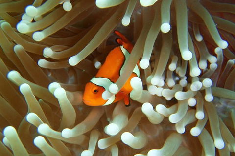 Great Barrier Reef Cruise From Townsville Or Magnetic Island - South Australia Travel 9