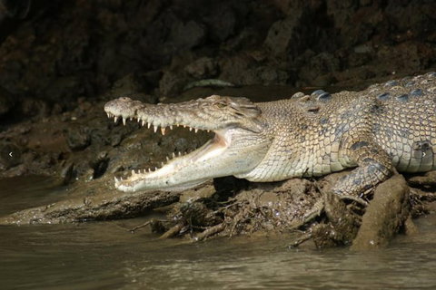 Daintree River Cruise - South Australia Travel 1