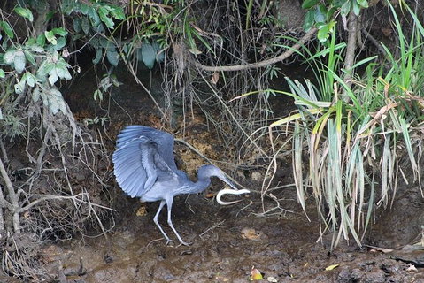 Daintree River Cruise - South Australia Travel 4