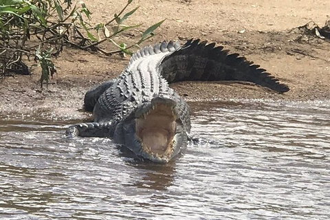 Daintree River Cruise - South Australia Travel 5