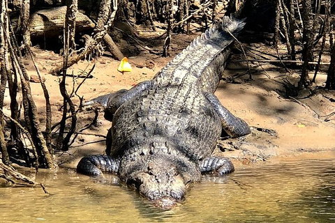 Daintree River Cruise - South Australia Travel 9