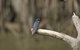 Daintree River Cruise - thumb 8