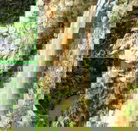 Rainforest  Waterfalls Extravaganza - South Australia Travel