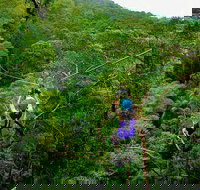 Tamborine Mountain Daily Service Treetop Challenge and Thunderbird Park - South Australia Travel