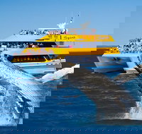 Spirit of Hervey Bay Whale Watching Cruise - South Australia Travel