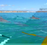 Half-Day Kayak with Dolphins and 4WD Beach Drive from Rainbow Beach - South Australia Travel