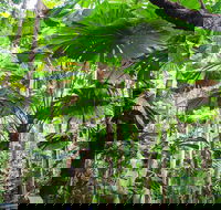 Cape Tribulation Daintree Rainforest and Wildlife Tour - South Australia Travel