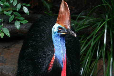 Cape Tribulation, Daintree Rainforest And Wildlife Tour - South Australia Travel 1