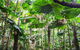 Cape Tribulation, Daintree Rainforest And Wildlife Tour - thumb 2