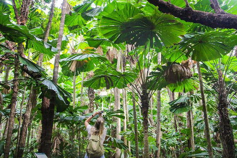 Cape Tribulation, Daintree Rainforest And Wildlife Tour - South Australia Travel 2