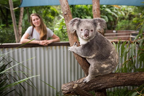 Hartley\'s Crocodile Adventures Day Trip From Palm Cove - South Australia Travel 3