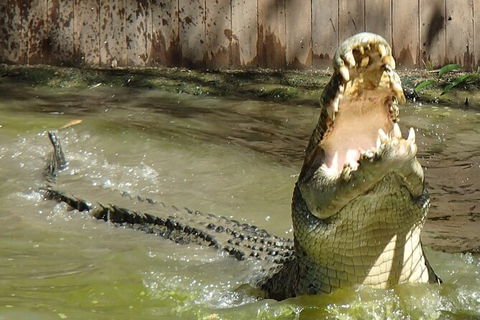 Hartley\'s Crocodile Adventures Day Trip From Palm Cove - South Australia Travel 4