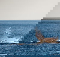 Whale Watching Ocean Tour - South Australia Travel