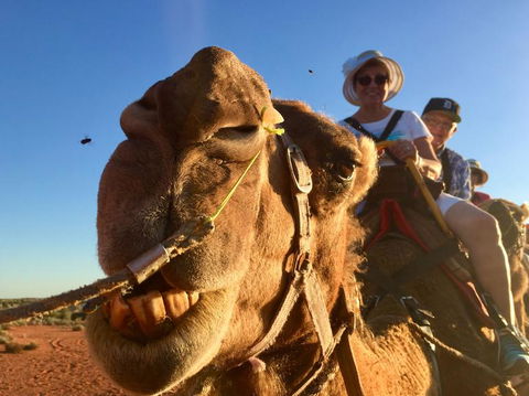 Uluru Small-Group Tour By Camel At Sunrise Or Sunset - South Australia Travel 7