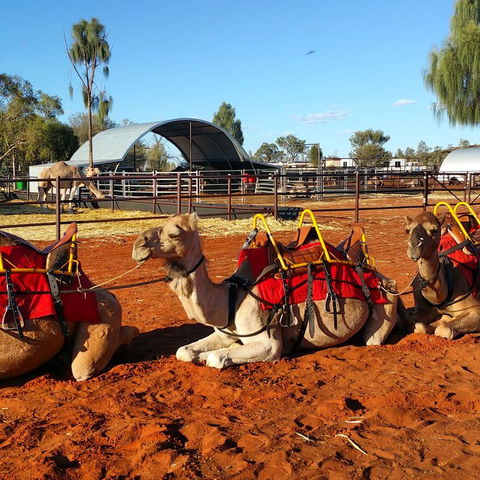 Uluru Small-Group Tour By Camel At Sunrise Or Sunset - South Australia Travel 15