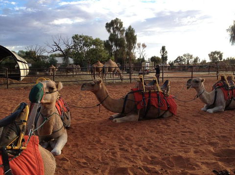Uluru Small-Group Tour By Camel At Sunrise Or Sunset - South Australia Travel 24