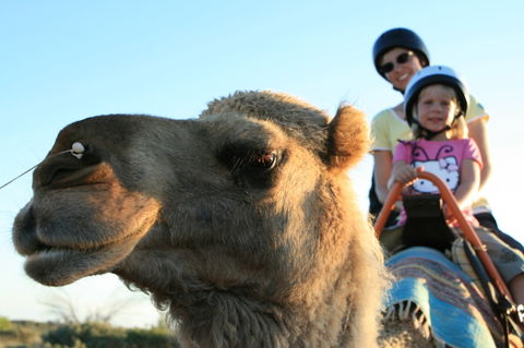 Uluru Small-Group Tour By Camel At Sunrise Or Sunset - South Australia Travel 3