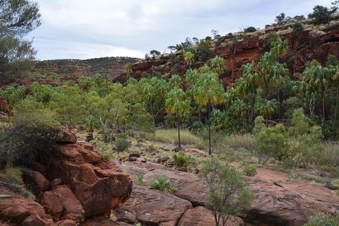 Palm Valley And Hermannsburg 1 Day 4WD Tour - South Australia Travel 0
