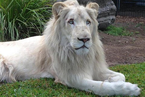 Private Shoalhaven Zoo Experience From Sydney - South Australia Travel 1