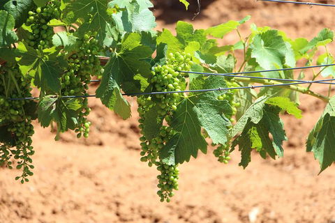 Hunter Valley Private Tour Including Wine, Chocolate, Cheese, Vodka, Gin Tasting - South Australia Travel 12