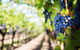 Hunter Valley Private Tour Including Wine, Chocolate, Cheese, Vodka, Gin Tasting - thumb 18
